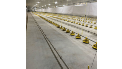 Optimize Broiler House Lighting with Hontech Wins' Poultry Lighting Solutions in Bulgaria